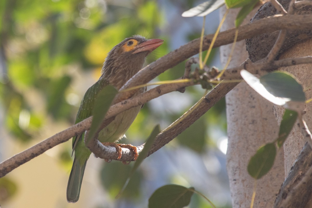 Brown-headed Barbet - ML553386561