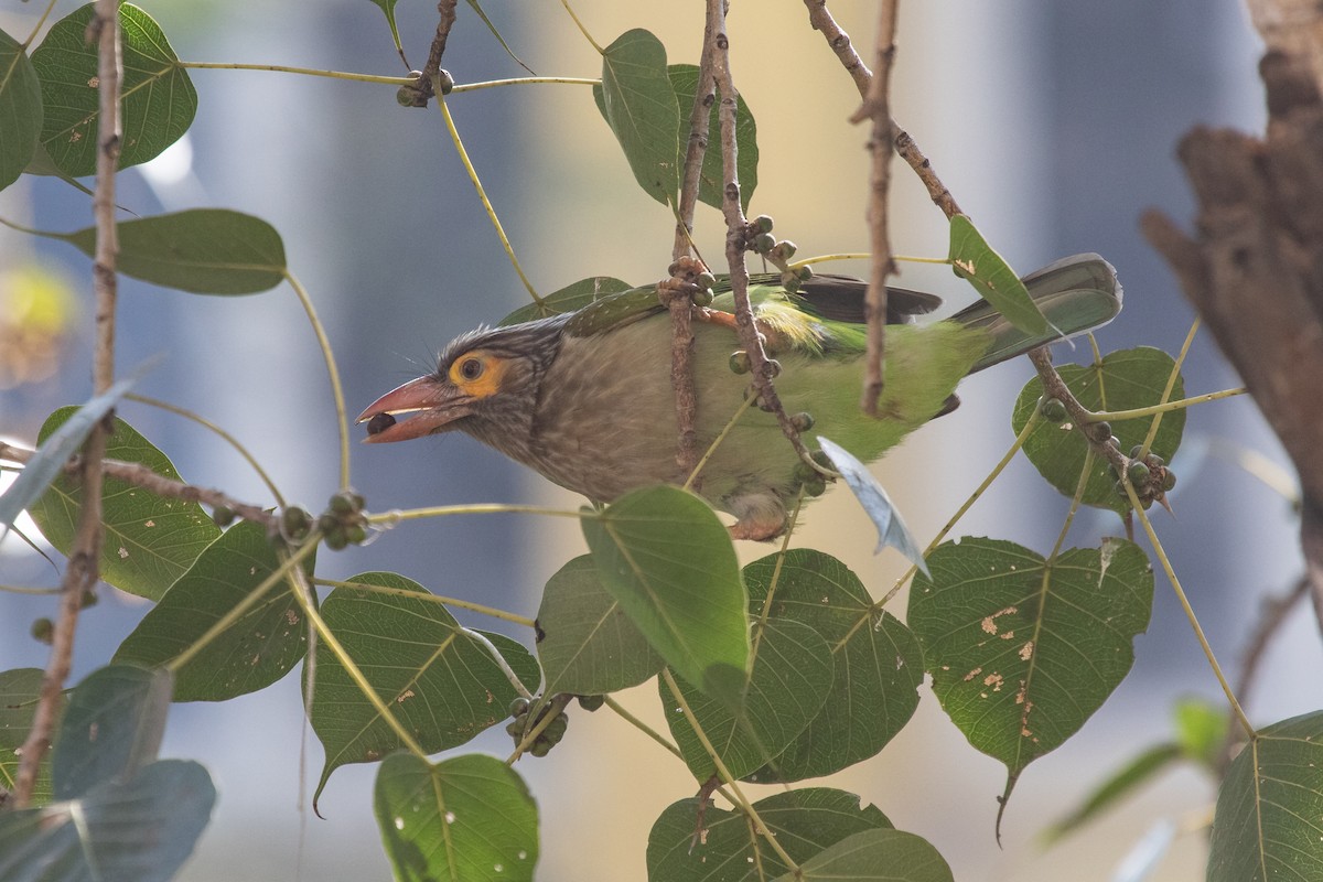 Kahverengi Başlı Barbet - ML553386571