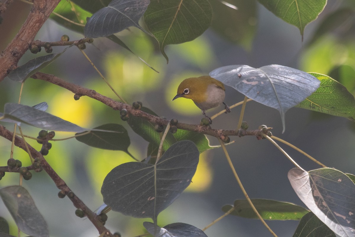 Indian White-eye - ML553386621