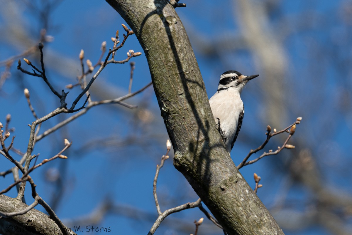 Hairy Woodpecker - ML553386651