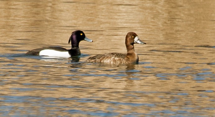 Tufted Duck - ML553387201