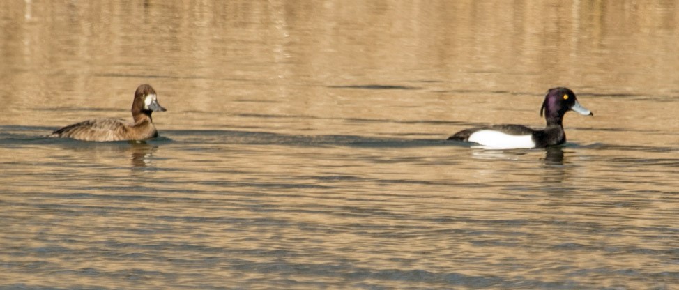 Tufted Duck - ML553387401