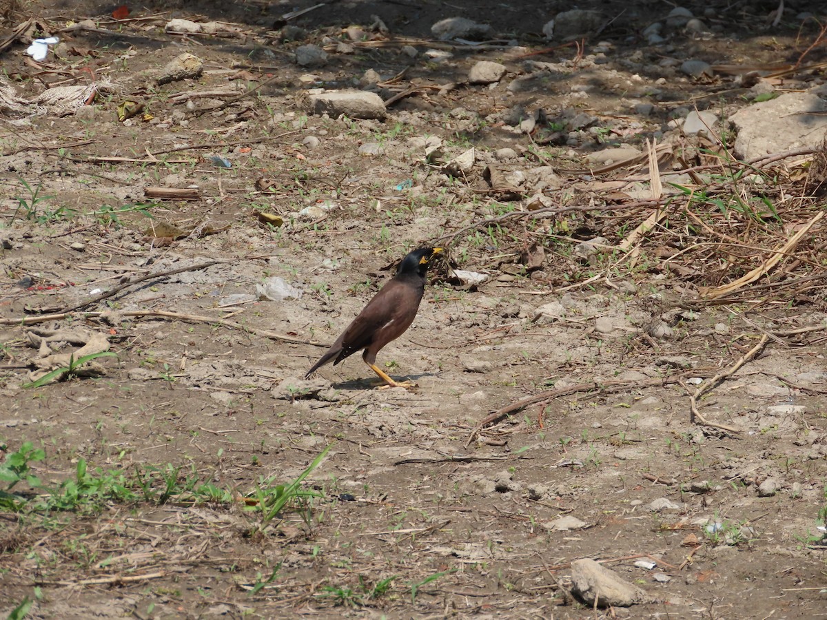 Common Myna - ML553387411