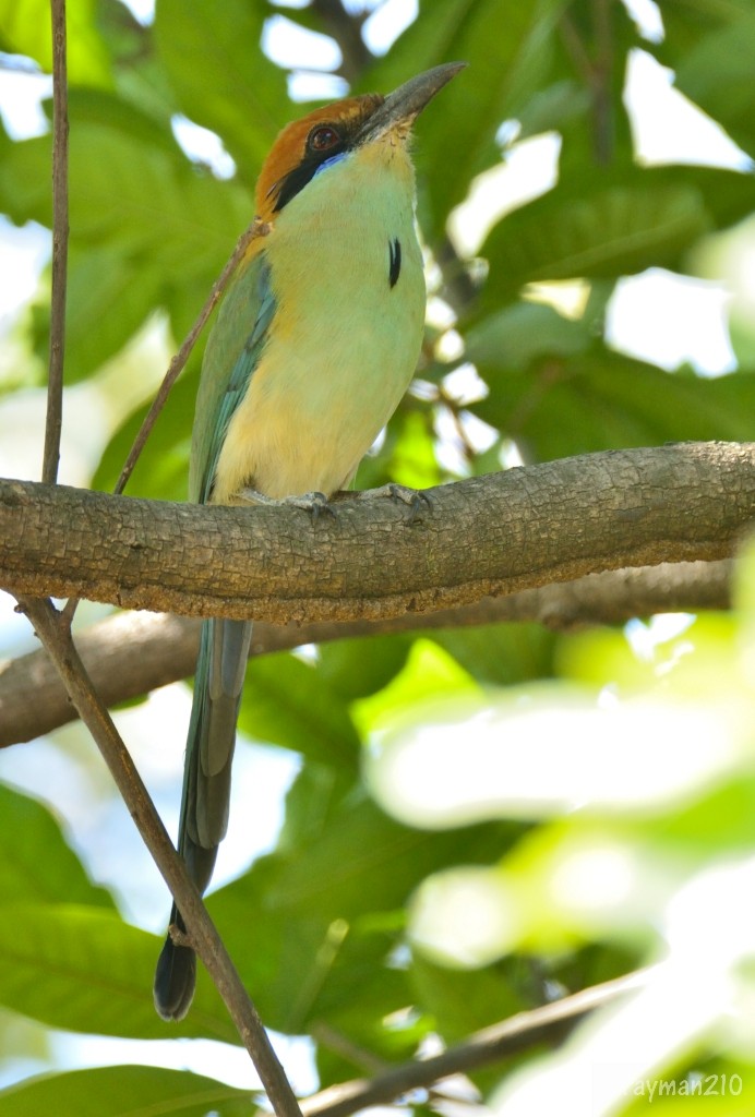 Russet-crowned Motmot - ML553387601