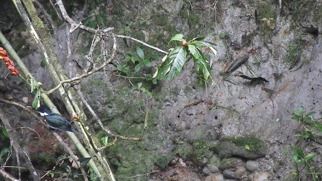 Амазонский зимородок - ML553391071
