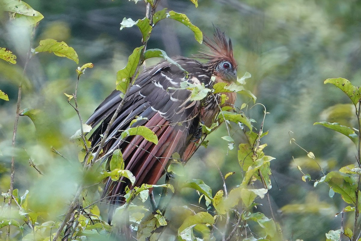 Hoatzin - Craig Owings