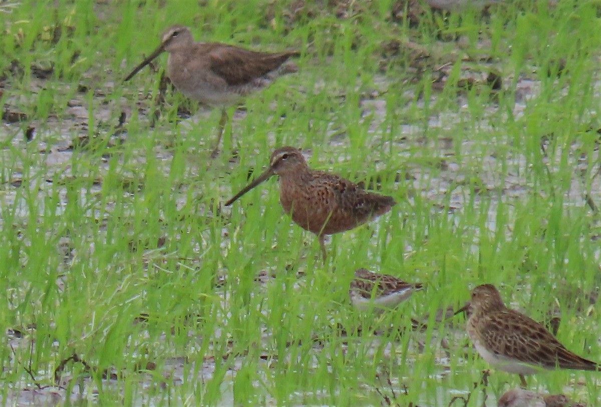 Long-billed Dowitcher - ML553391521