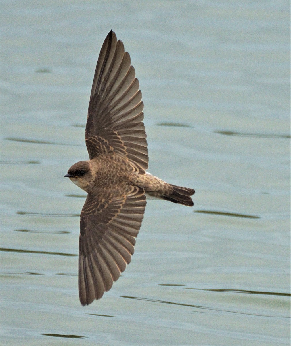 Gray-throated Martin - Chou(周) Meng(盟)Hsiang(翔)
