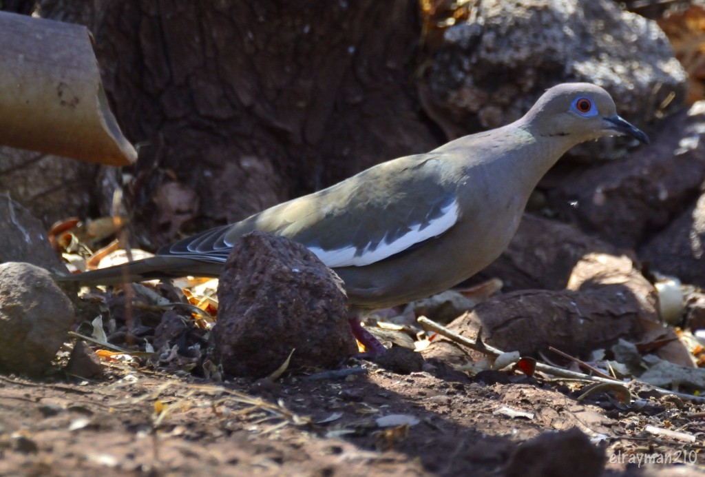 White-winged Dove - ML553391711