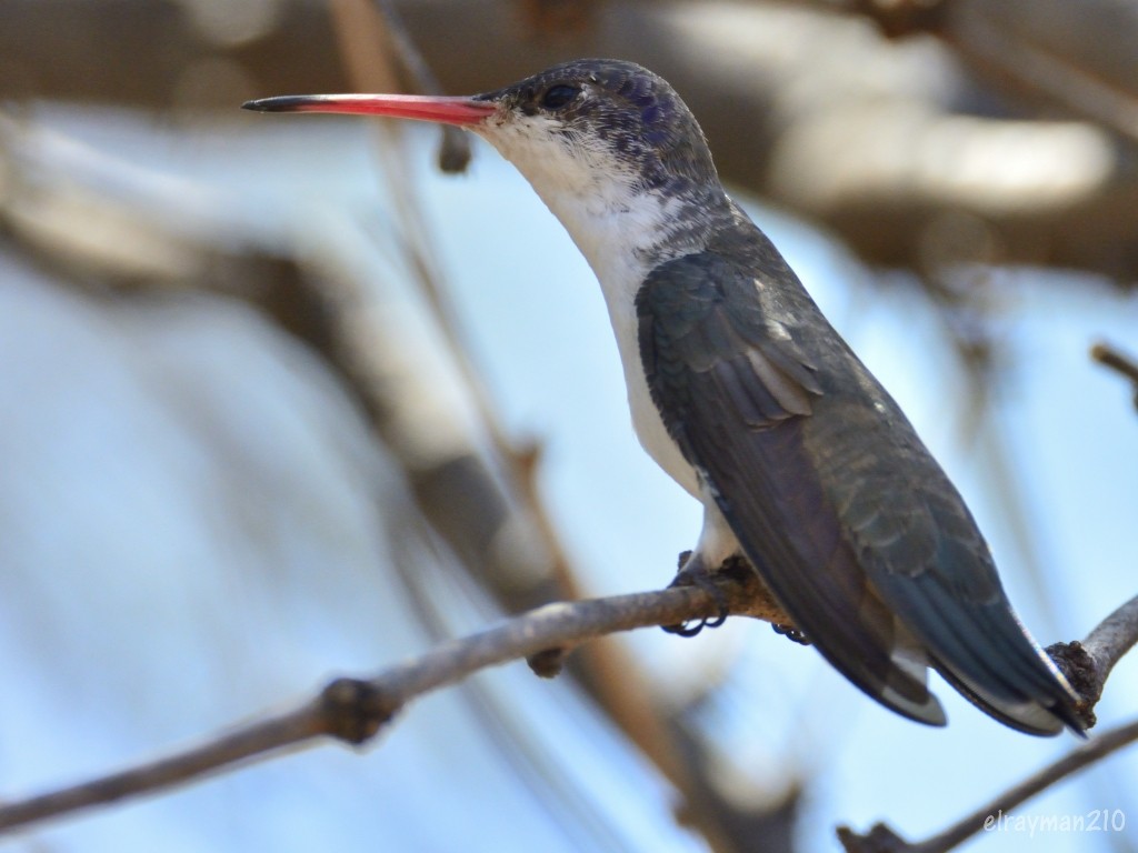 スミレハチドリ - ML553391821