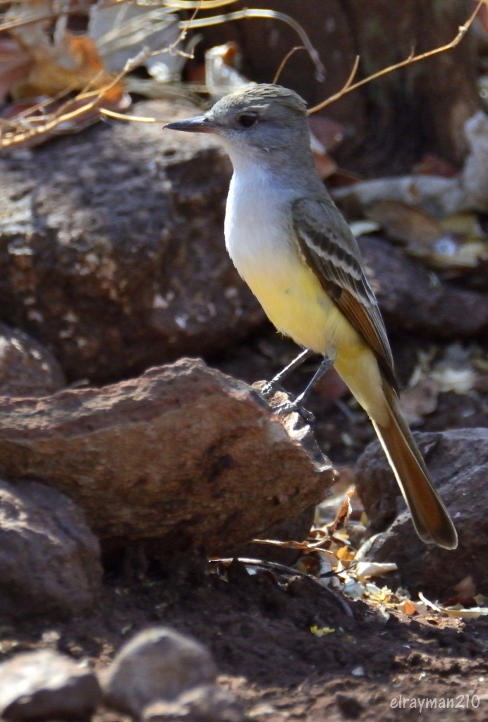 ウスノドヒタキモドキ - ML553391891