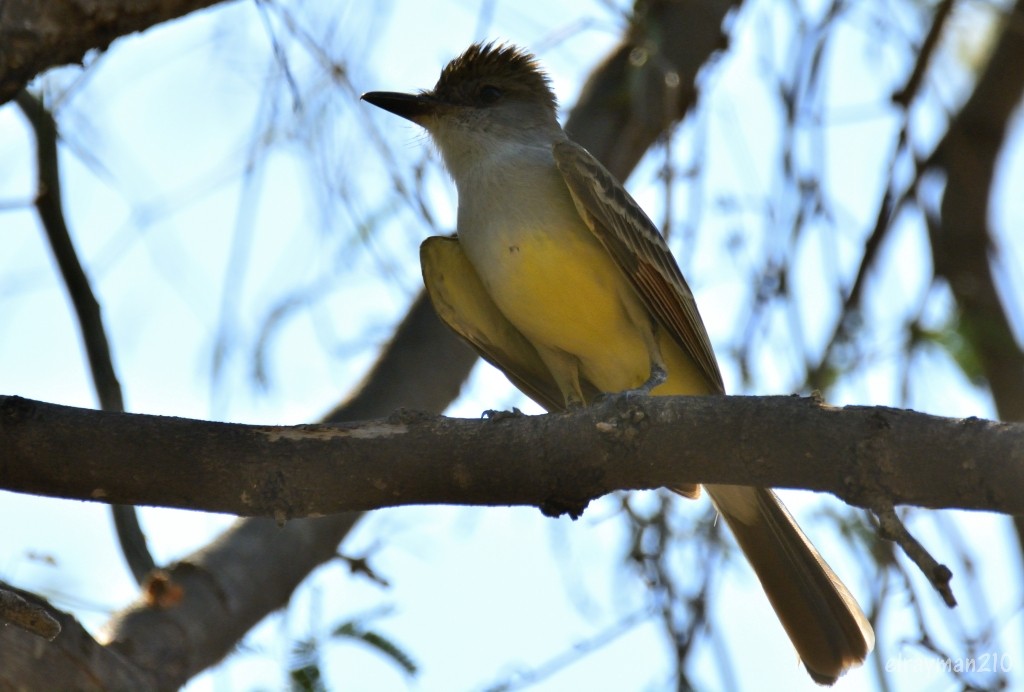 Brown-crested Flycatcher - ML553391941