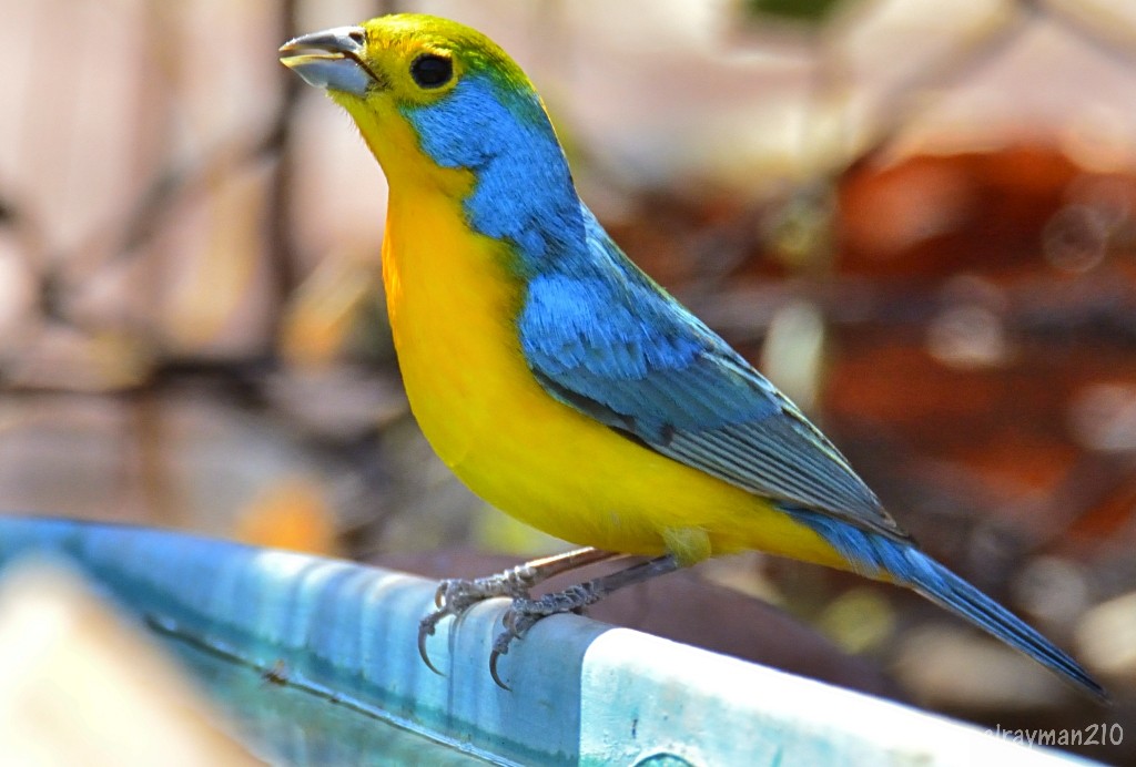 キバラルリノジコ - ML553392001