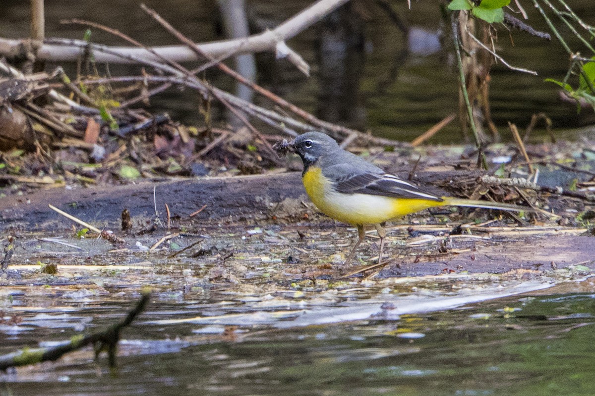 Gray Wagtail - Bradley Hacker 🦜