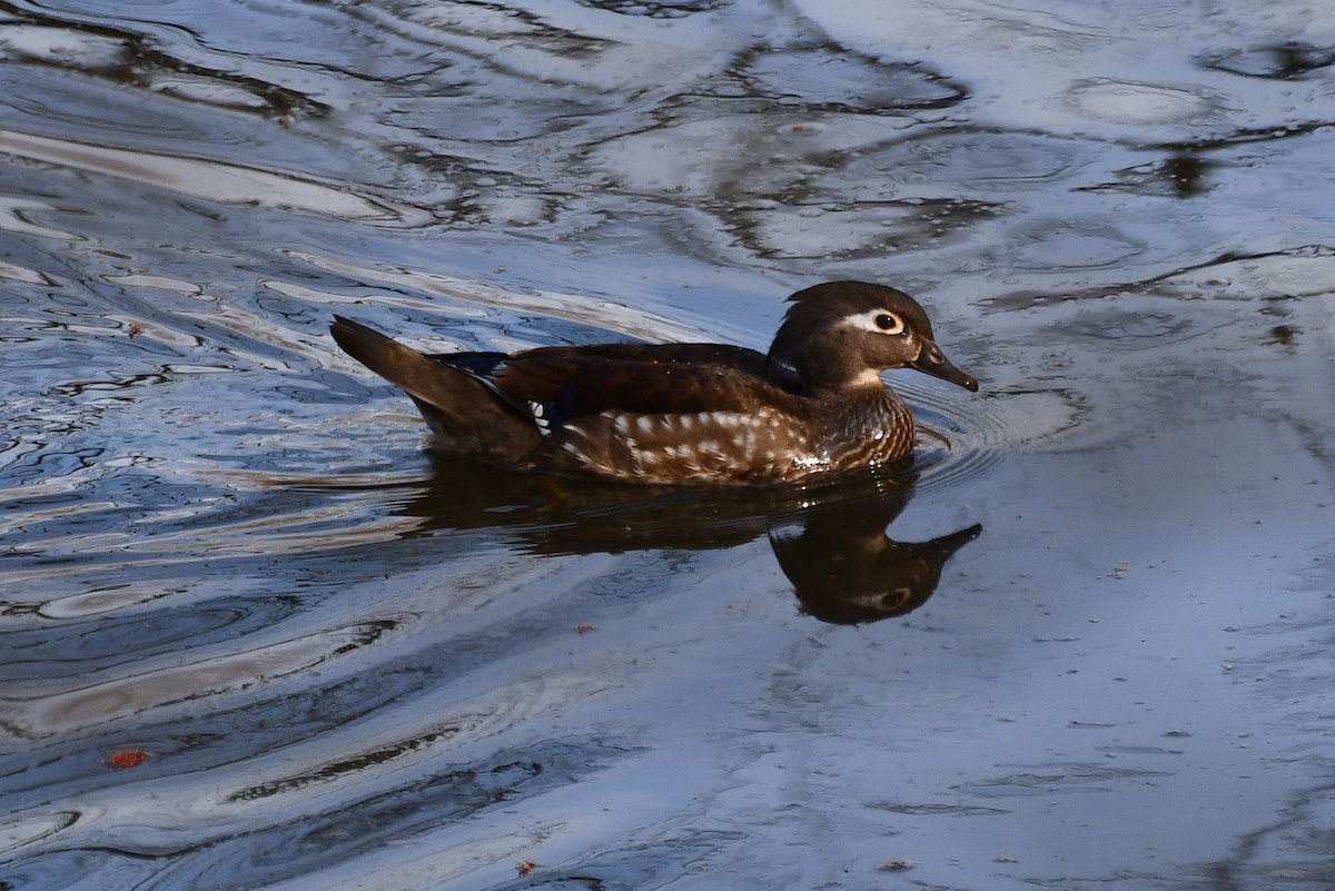 Wood Duck - ML553393771