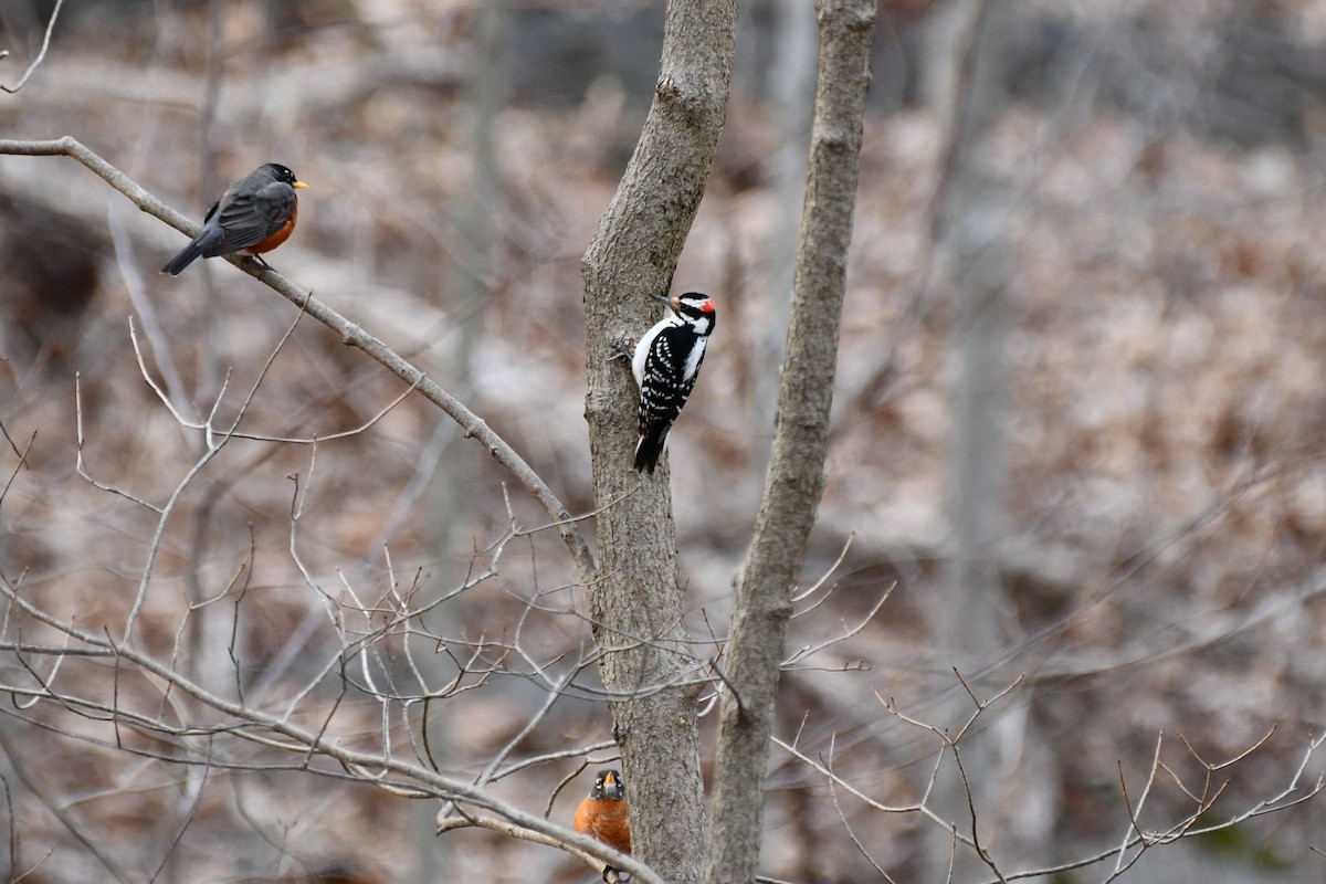 Hairy Woodpecker - ML553393891