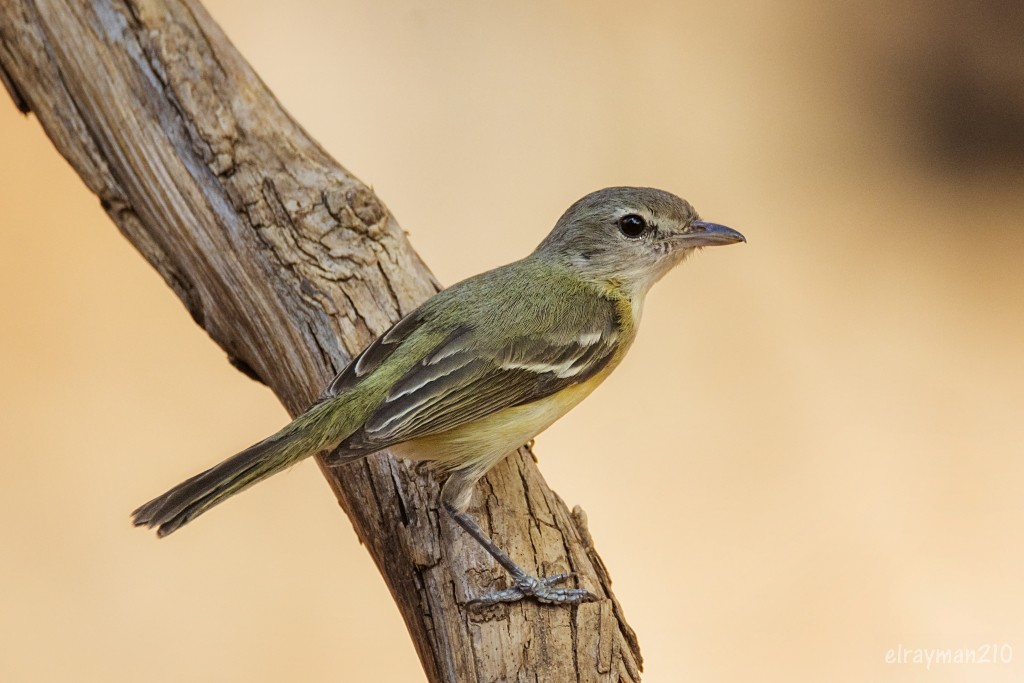 ベルモズモドキ - ML553396131