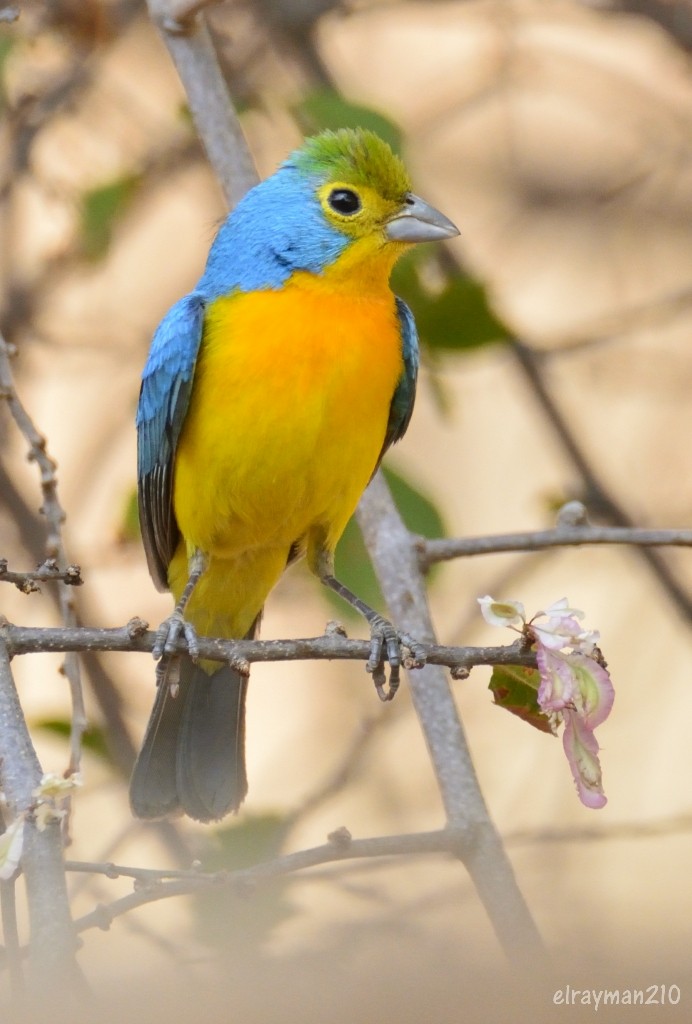 キバラルリノジコ - ML553396321