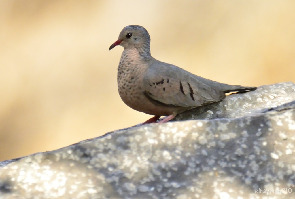 スズメバト - ML553396541