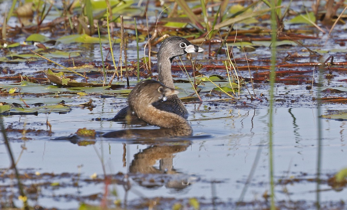 Pied-billed Grebe - ML553396581