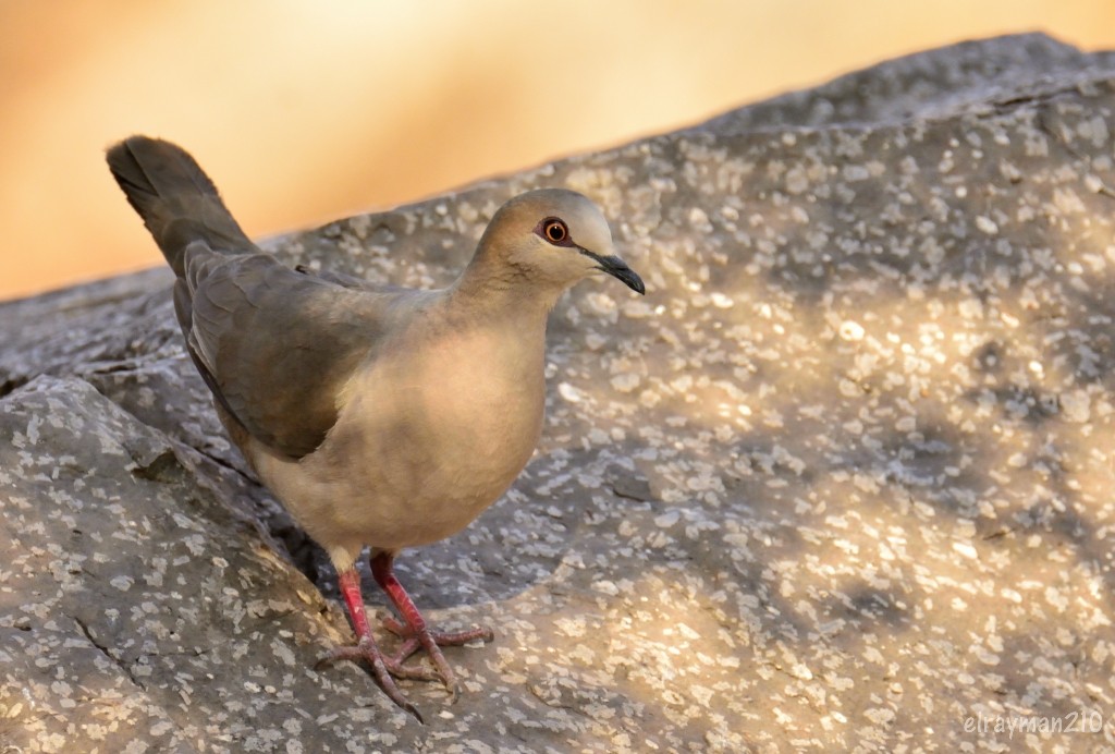 シロビタイシャコバト - ML553396621