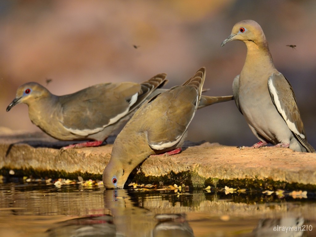 ハジロバト - ML553396731