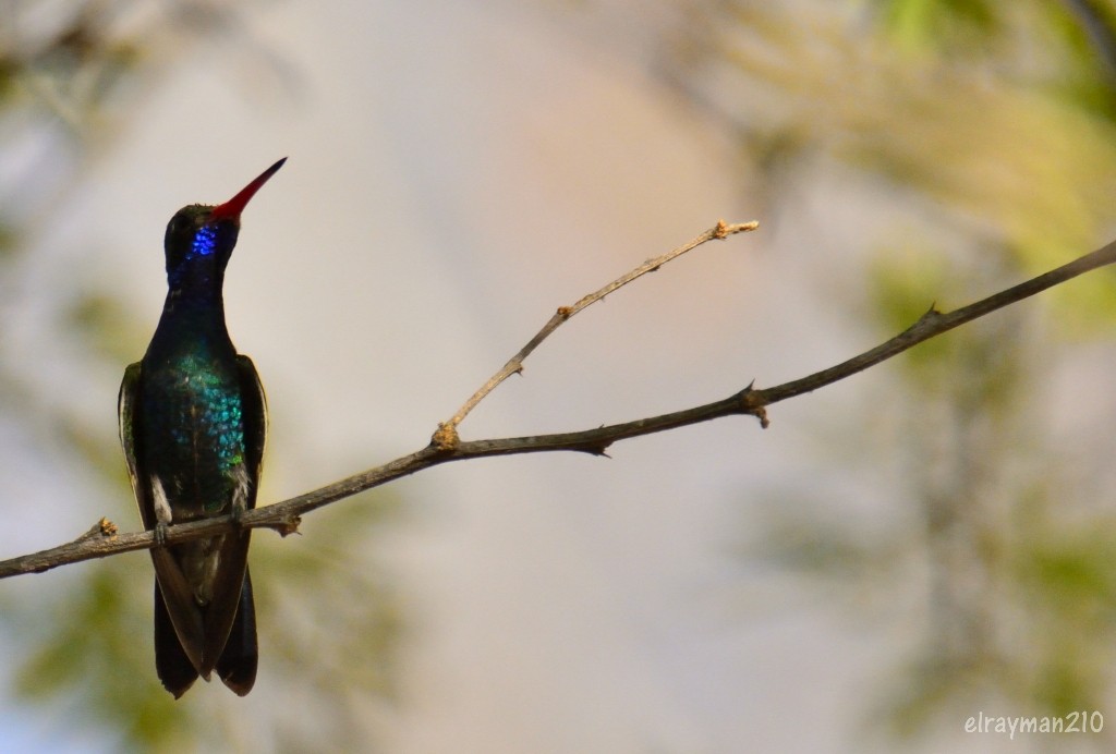 アカハシハチドリ - ML553396861