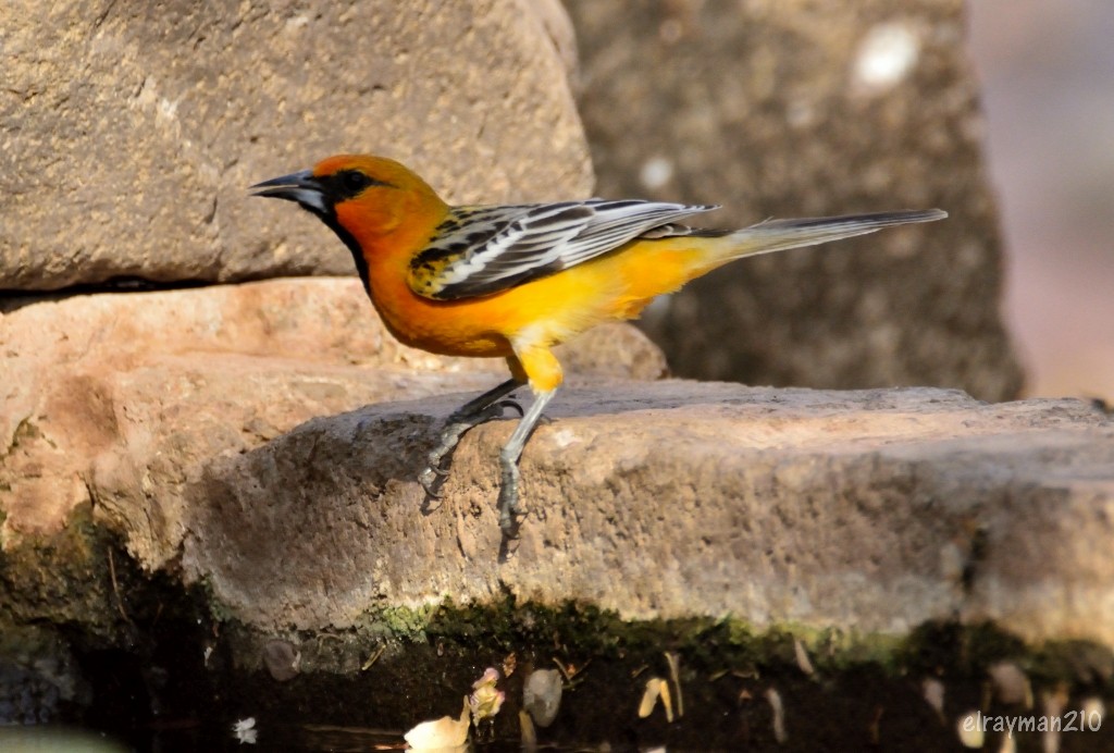 ズアカムクドリモドキ - ML553397211