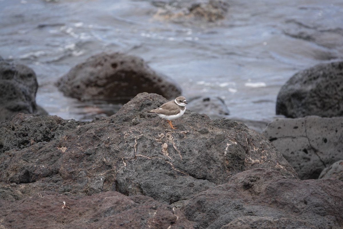 Semipalmated Plover - Yannick Lamens