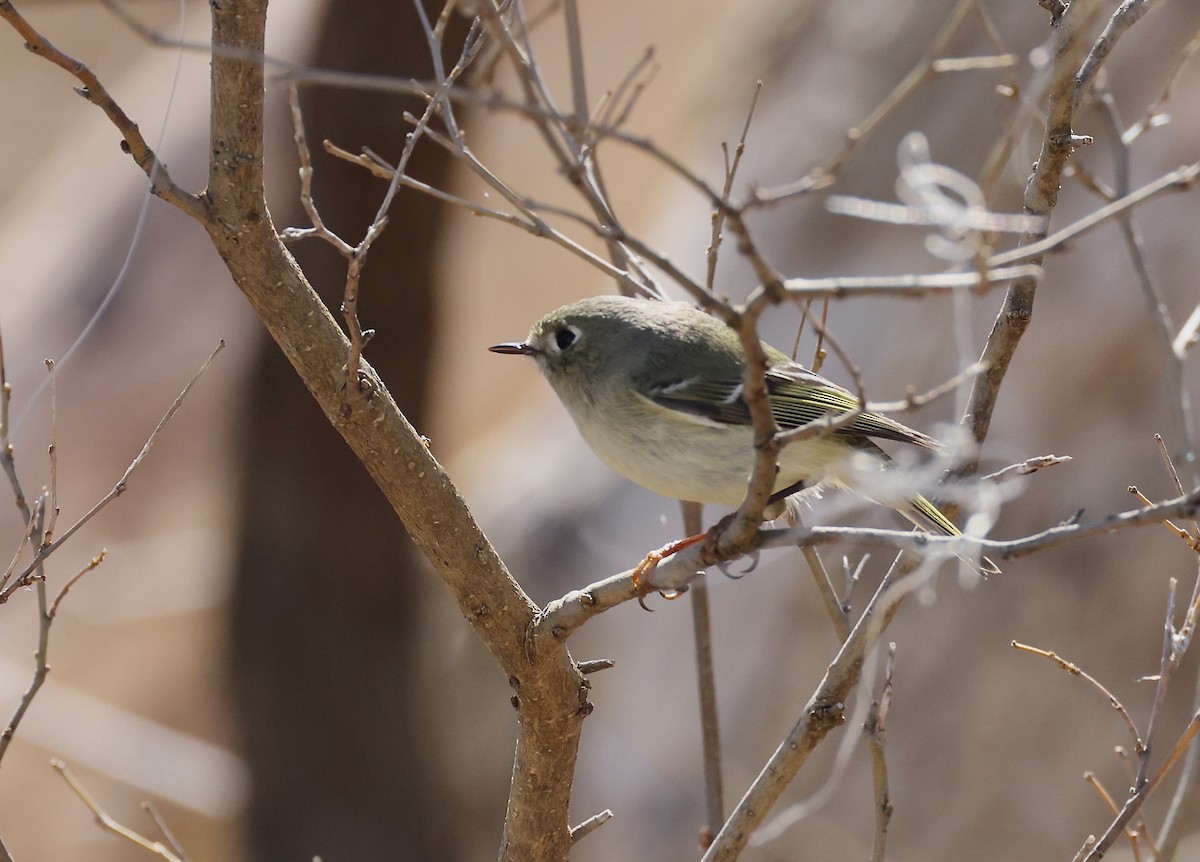 Ruby-crowned Kinglet - ML553397911