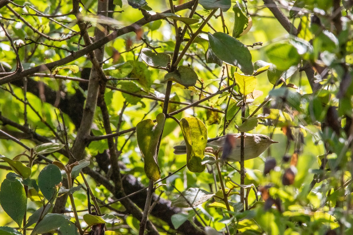 Willow Warbler - Nathan Mixon