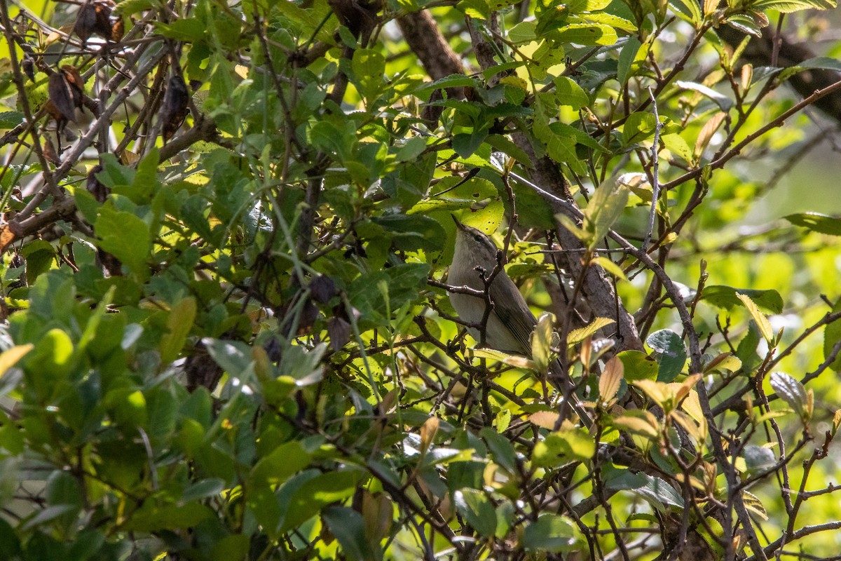 Willow Warbler - Nathan Mixon