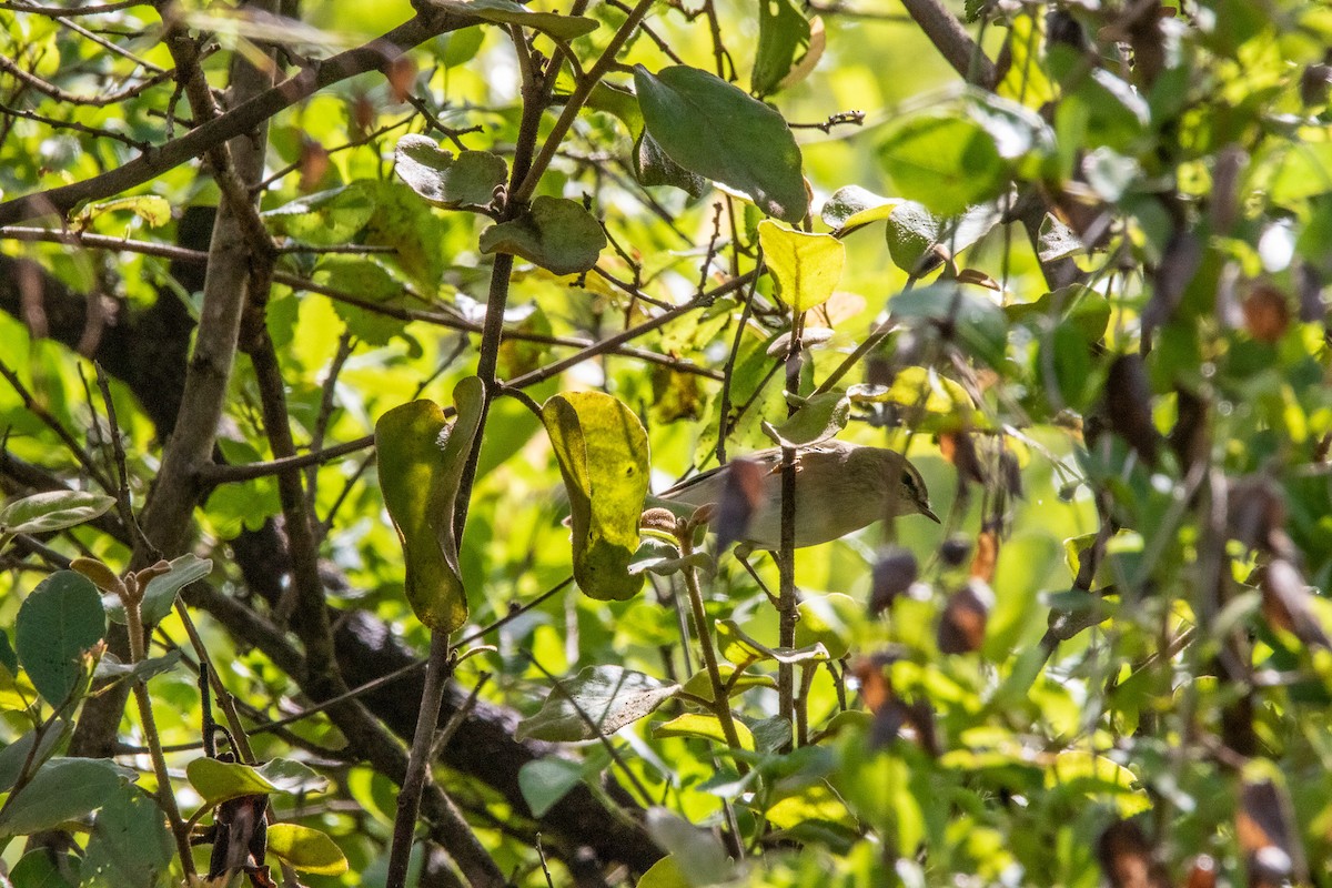 Willow Warbler - Nathan Mixon