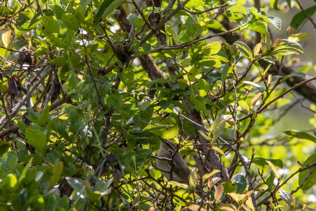 Willow Warbler - Nathan Mixon