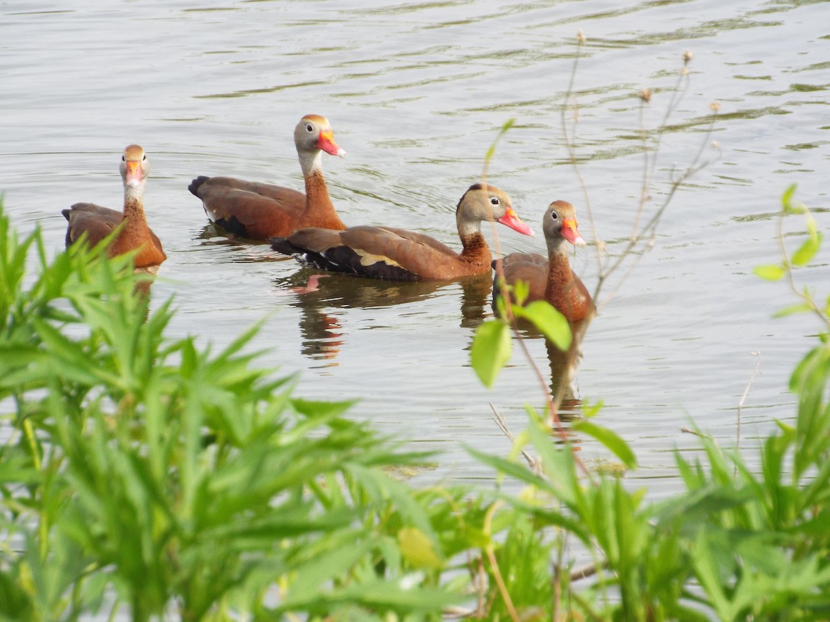 Black-bellied Whistling-Duck - ML55340231