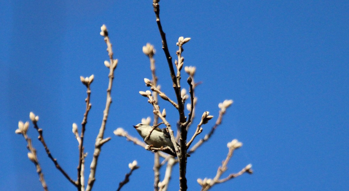 Golden-crowned Kinglet - ML553402421