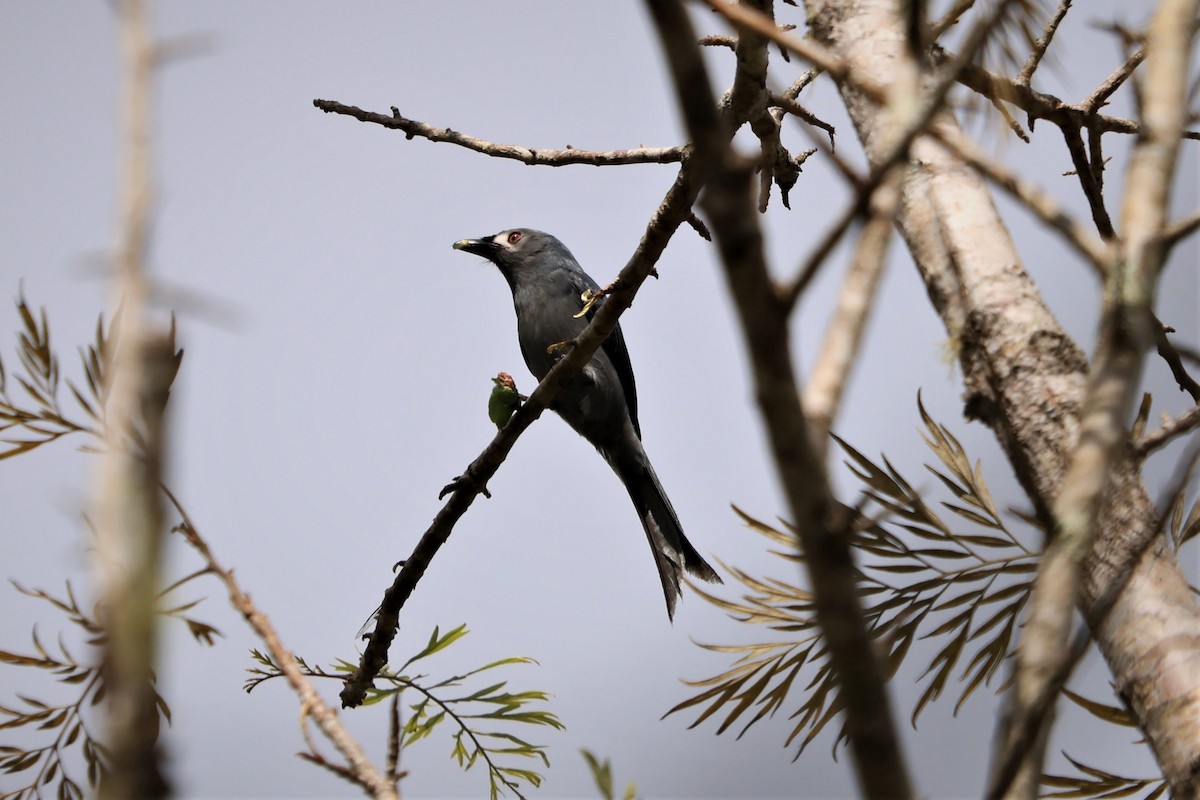 Ashy Drongo - ML553403841