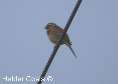 Cirl Bunting - ML553404721