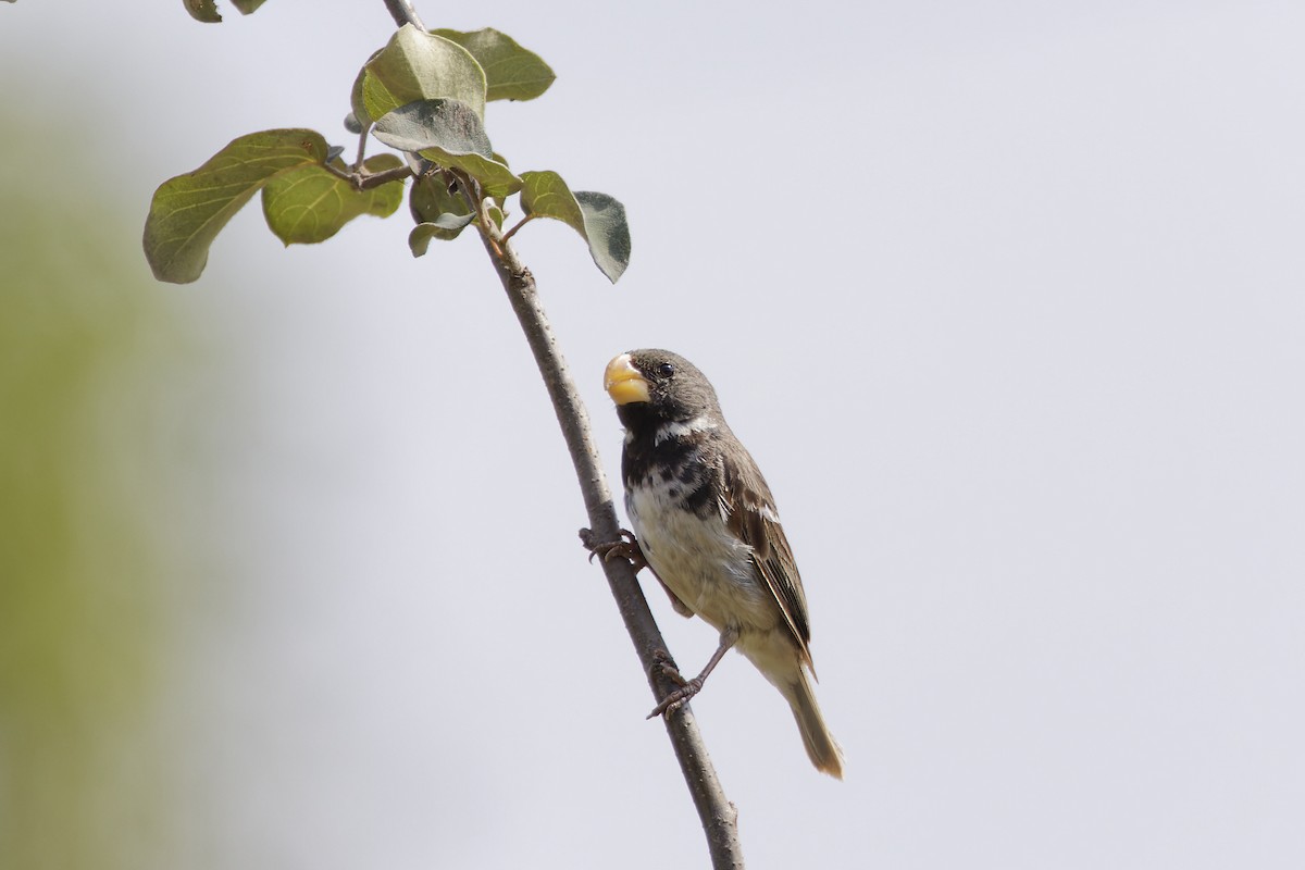 Parrot-billed Seedeater - David Wright