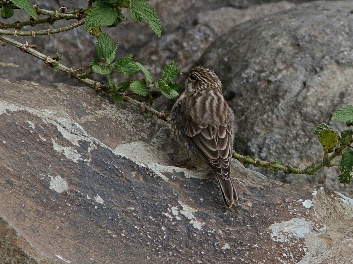 Serin d'Ankober - ML553405491