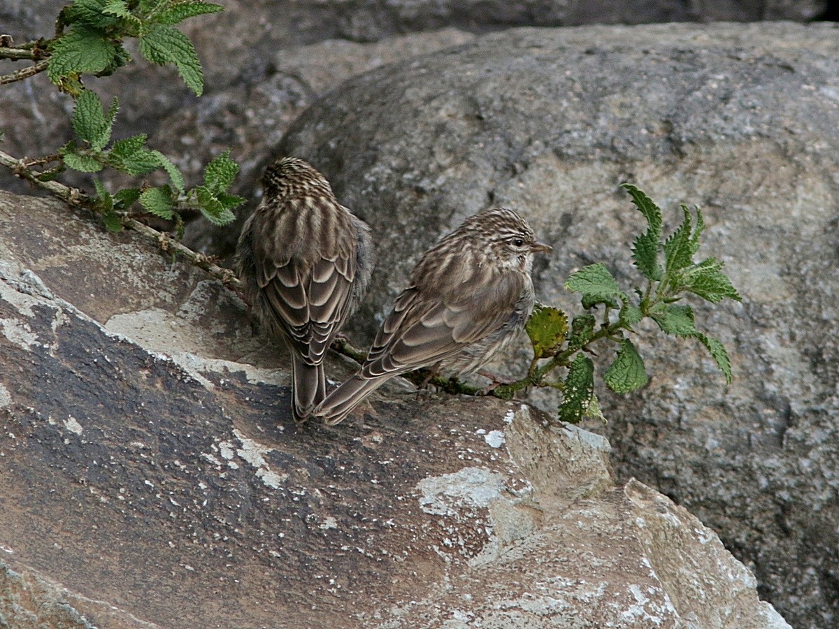 Serin d'Ankober - ML553405501