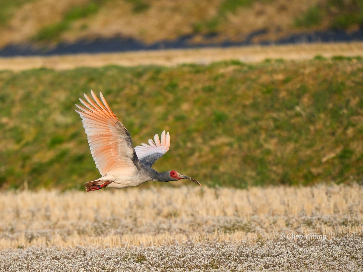 Crested Ibis - ML553405851