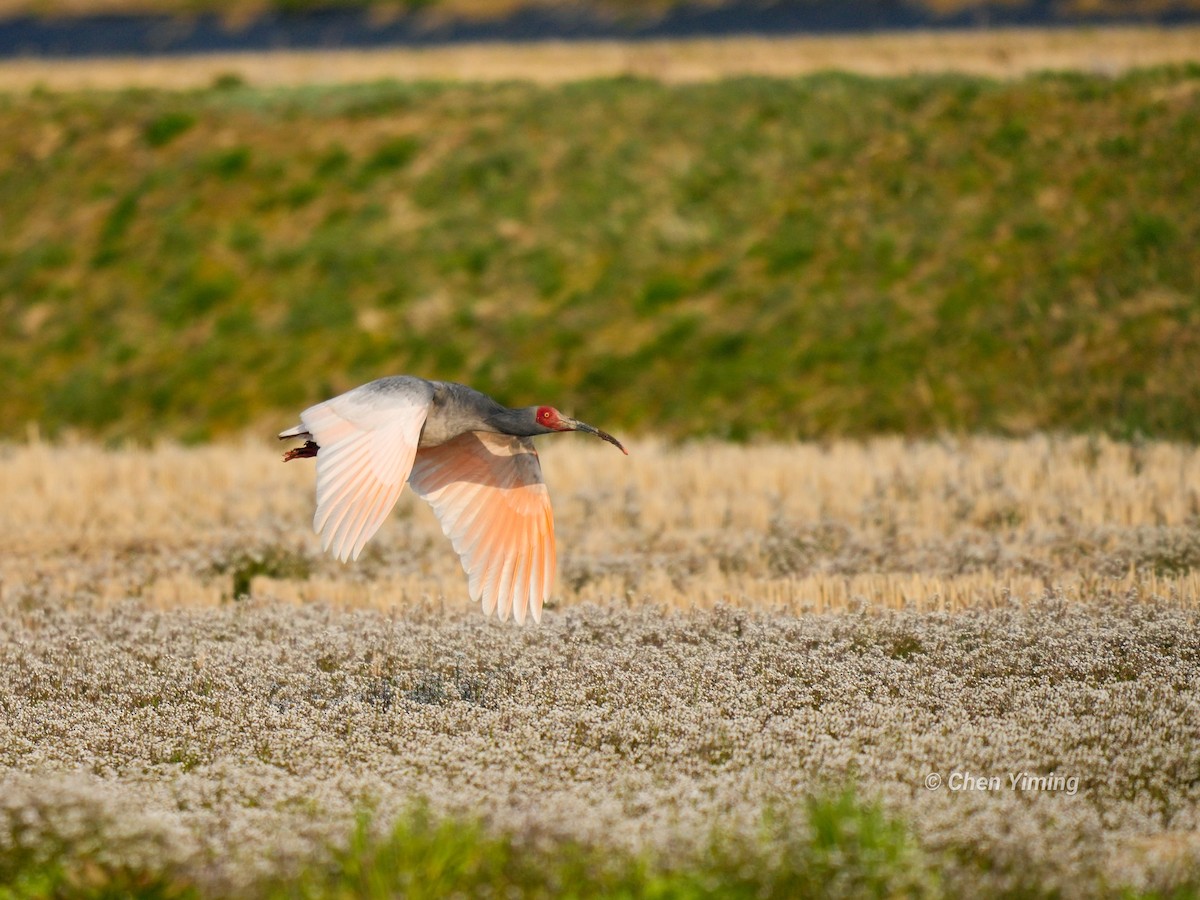 Crested Ibis - ML553405861