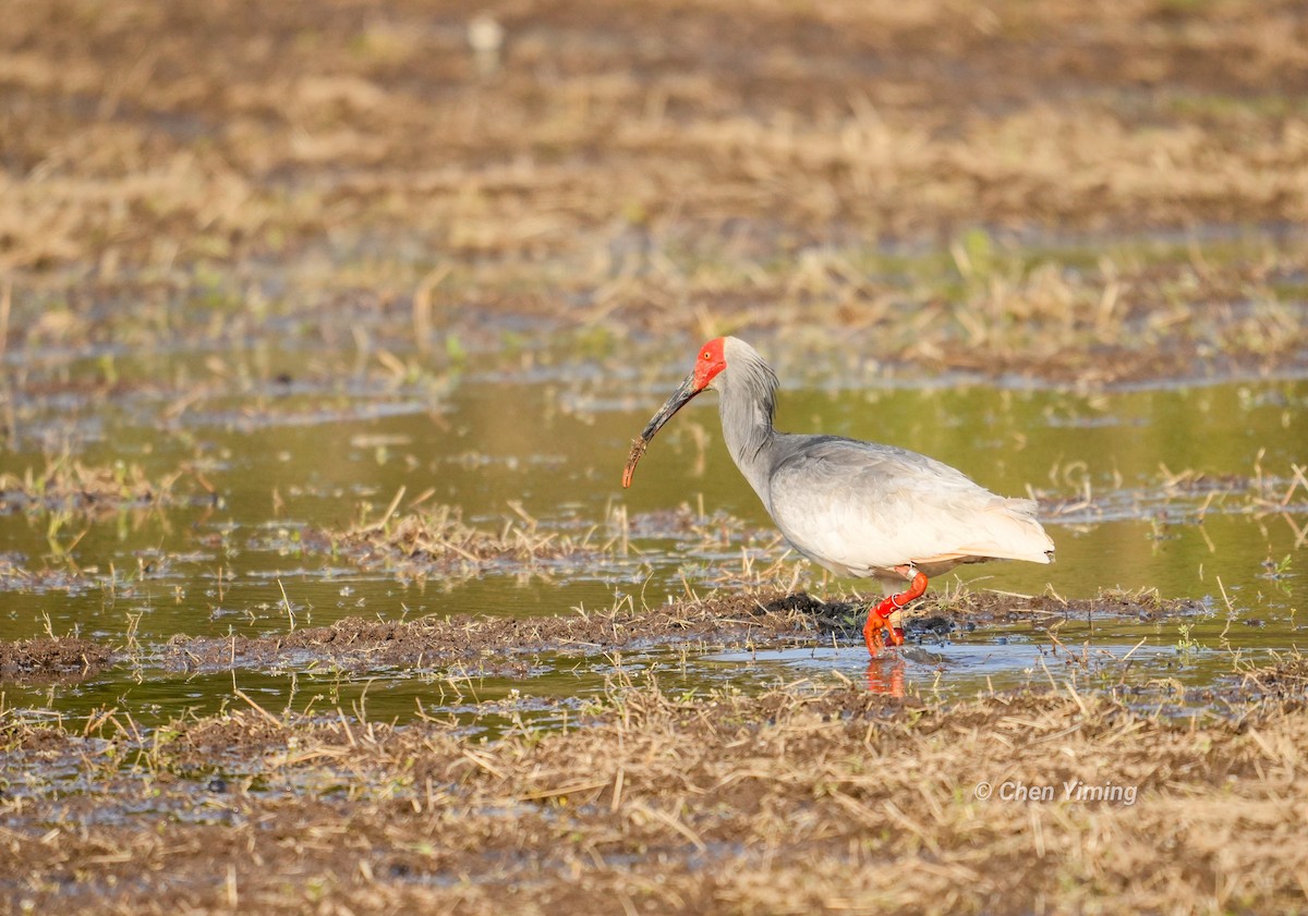 Crested Ibis - ML553405871