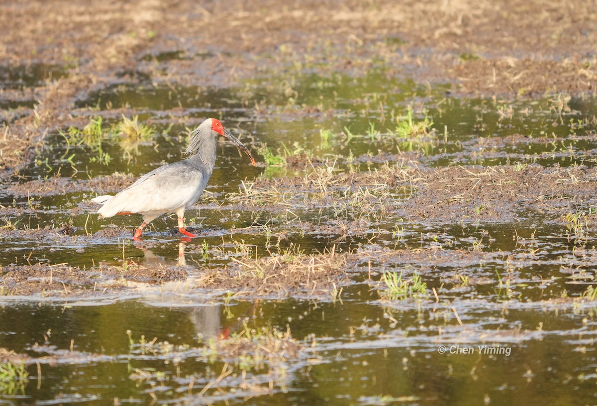 Crested Ibis - ML553405881