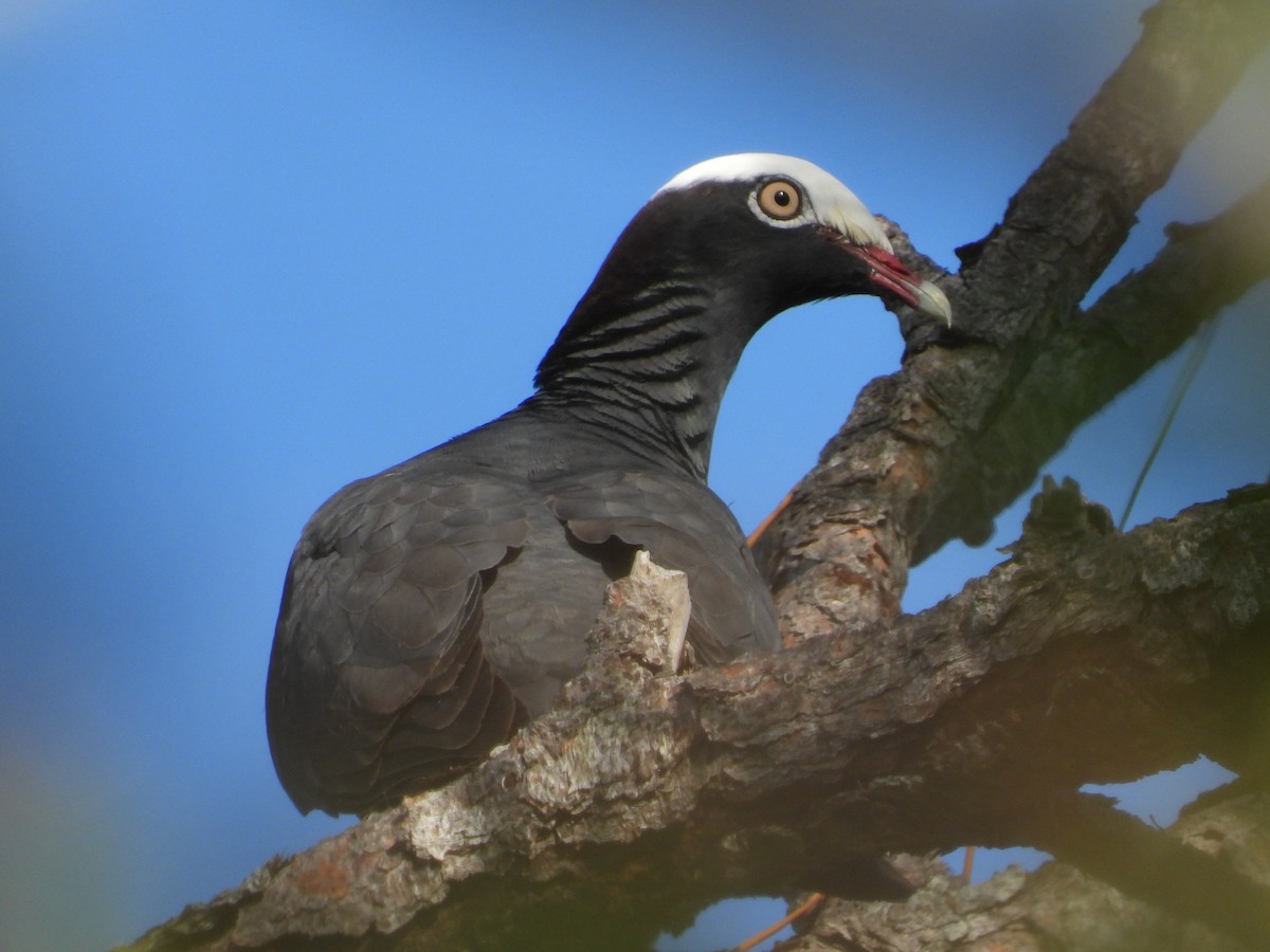 White-crowned Pigeon - ML553407791