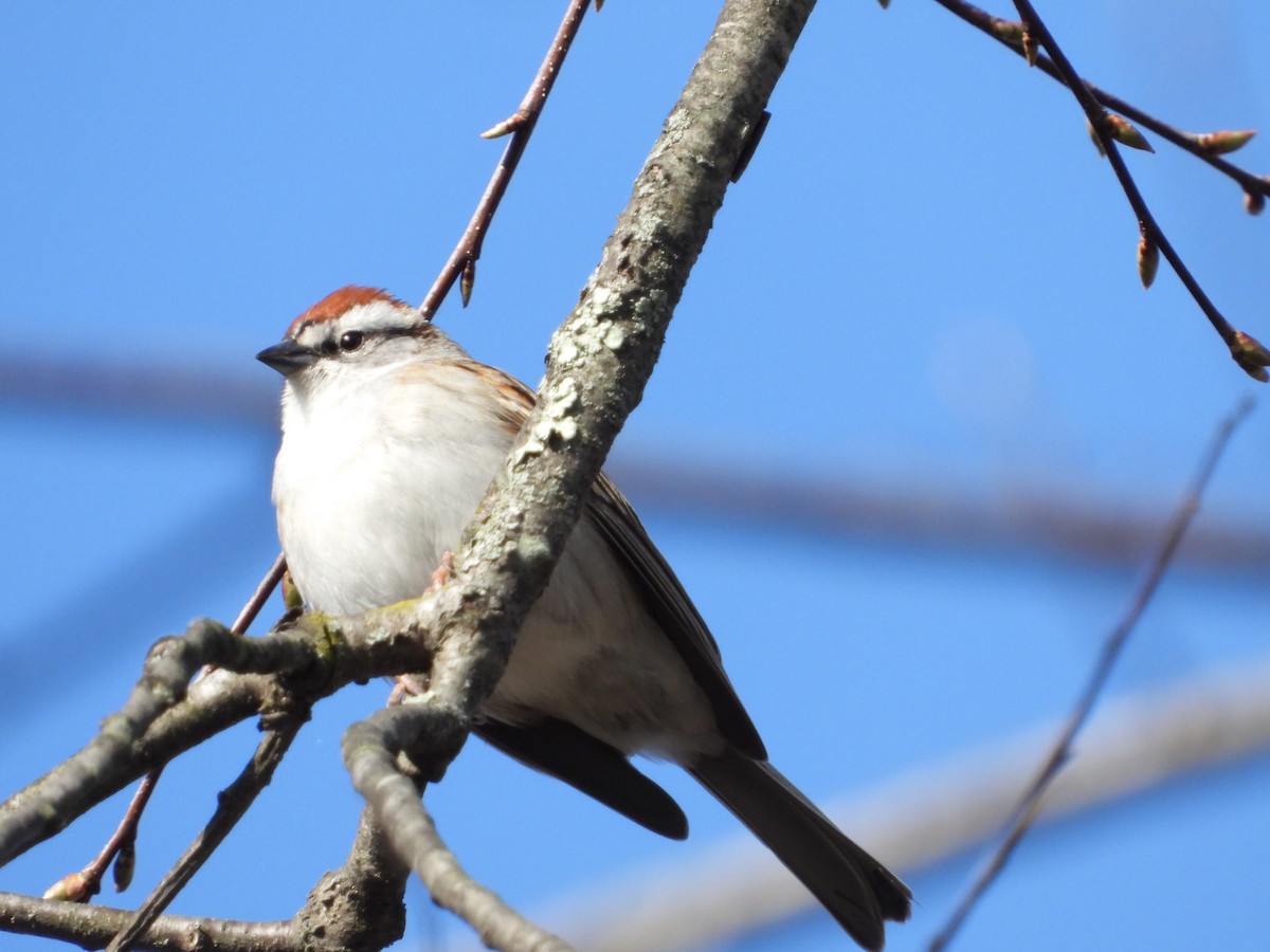 Chipping Sparrow - ML553408131