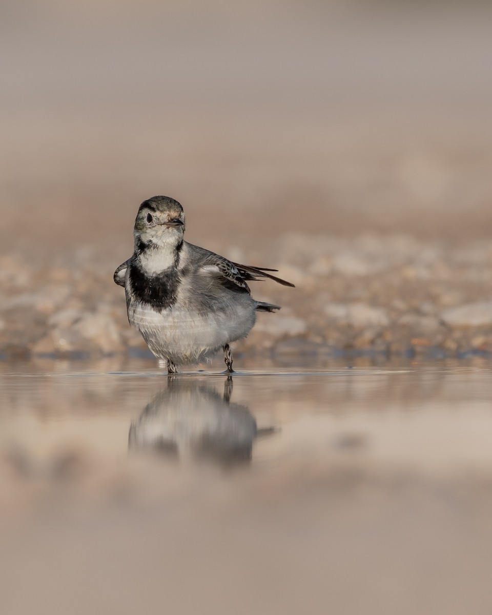 White Wagtail - ML553408321