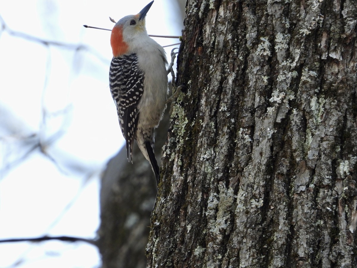 Red-bellied Woodpecker - ML553408351