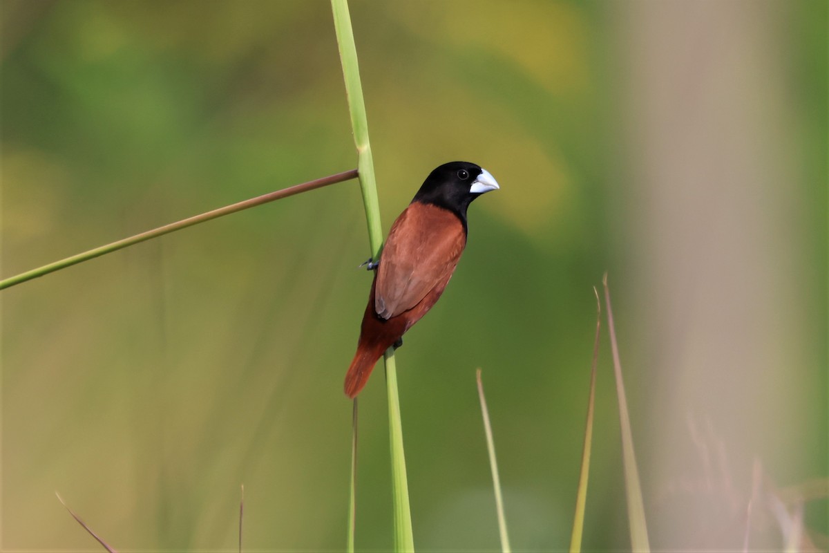 Chestnut Munia - kang kichul